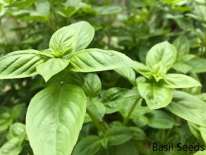 What are basil seeds?